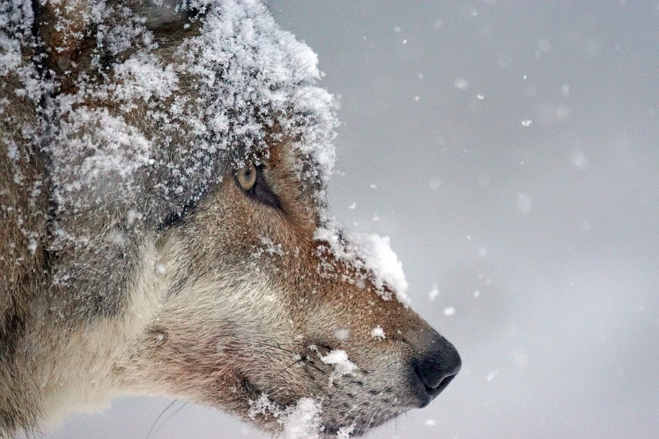 Волк напал на охотника в Казахстане