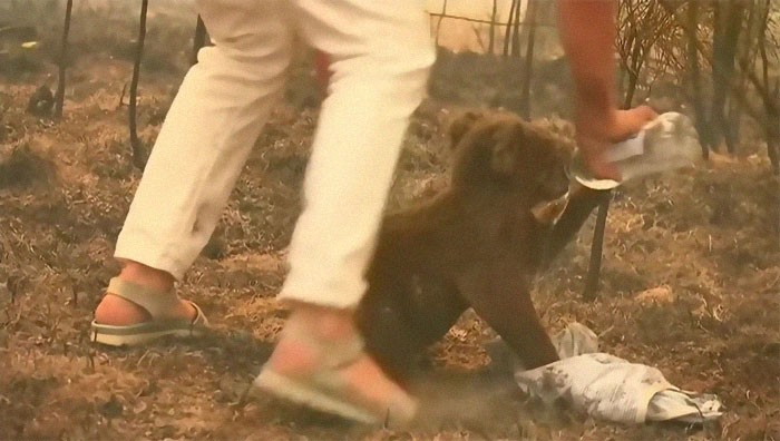 В Австралии женщина спасла коалу из лесного пожара, рискуя жизнью